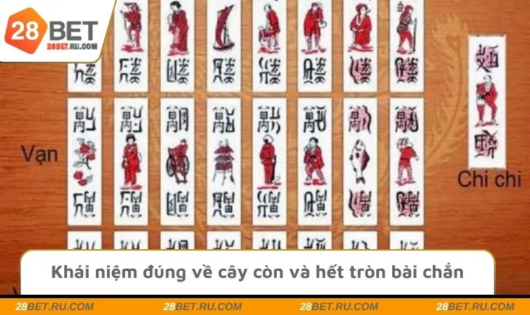 Khái niệm đúng về cây còn và hết tròn bài chắn